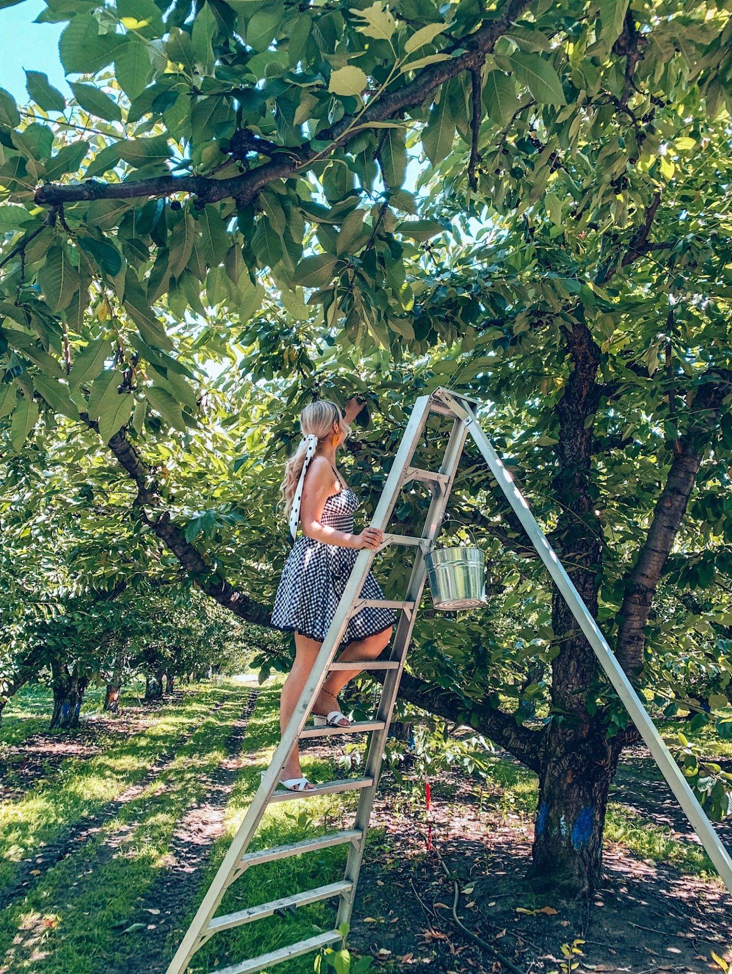 Picking cherries is a fun activity to do in Kelowna