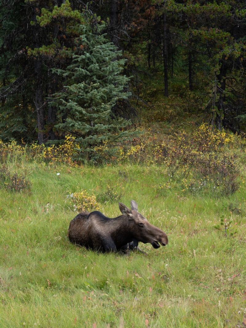 24 Best Things to do in Jasper National Park – Kirsten Wendlandt