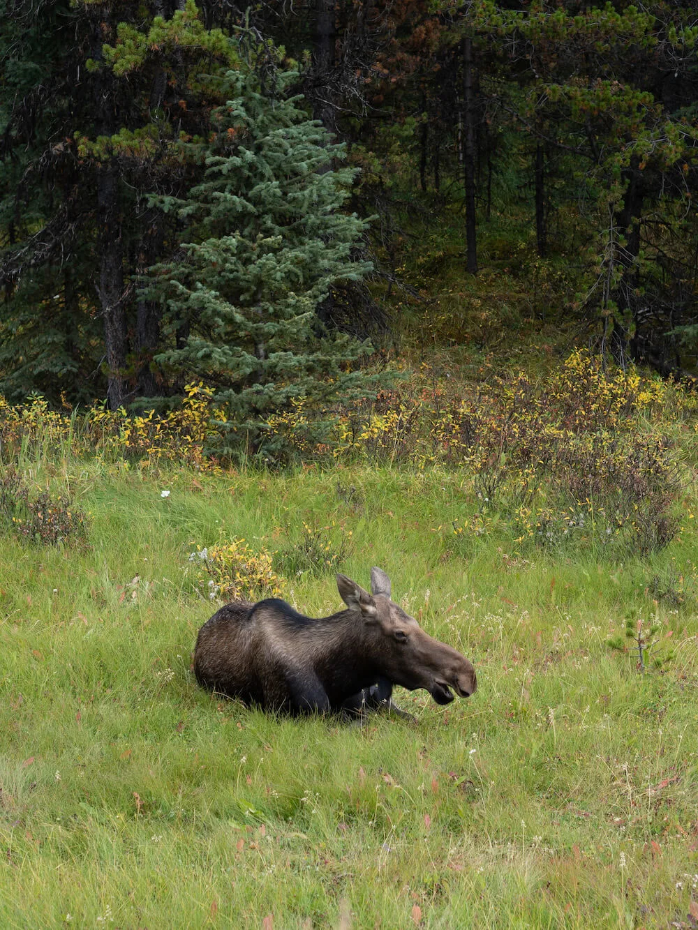 Planning a trip to Jasper National Park soon? Here's a local's guide to some of the best things to do in Jasper. From hikes and trails to adventure sports, family friendly excursions, dining experiences and more. You won't want to miss this guide of the best things to do and places to see in Jasper. Pictured here: Moose along Maligne Lake Road