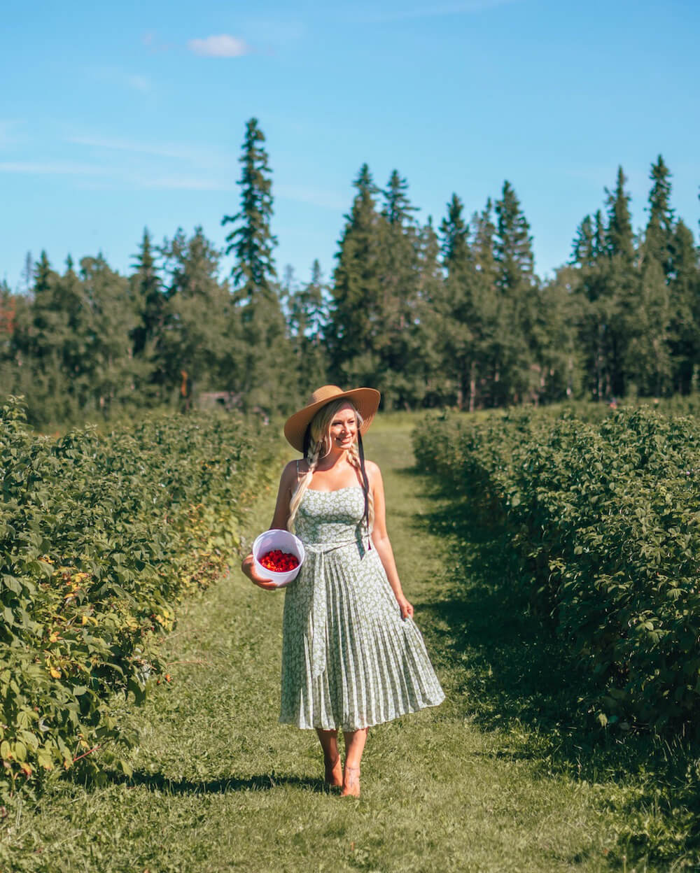 Looking for some fun things to do in Edmonton this summer? This guide includes all sorts of family friendly activities for you to try out! Whether you're looking for free things to do in Edmonton or you're ok with spending a little on activities, this guide has both free and paid ideas for you to check out this year. Picture here: Go raspberry picking at Horse Hill Berry Farm