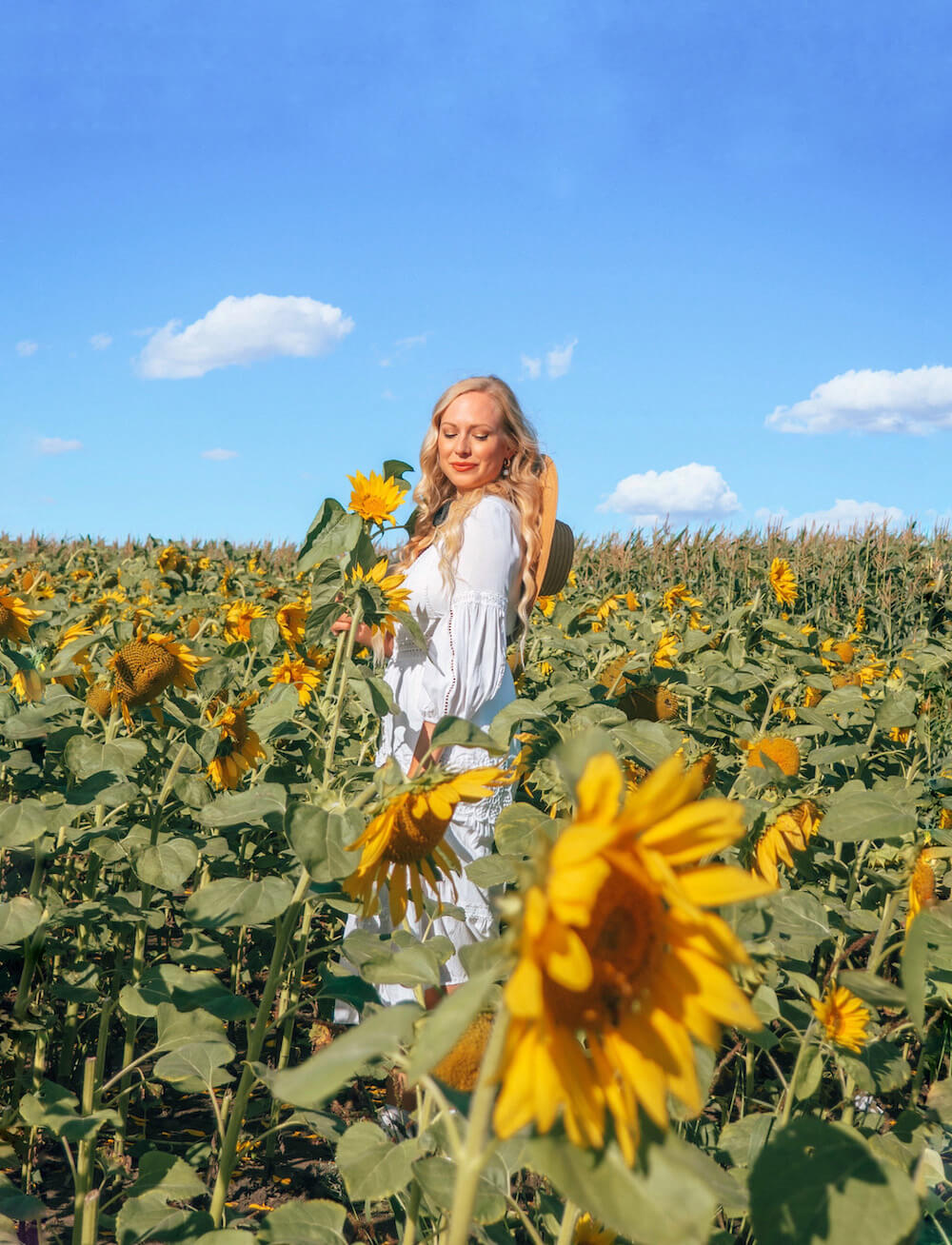 Looking for some fun things to do in Edmonton this summer? This guide includes all sorts of family friendly activities for you to try out! Whether you're looking for free things to do in Edmonton or you're ok with spending a little on activities, this guide has both free and paid ideas for you to check out this year. Picture here: Visit the sunflowers at the Edmonton Corn Maze