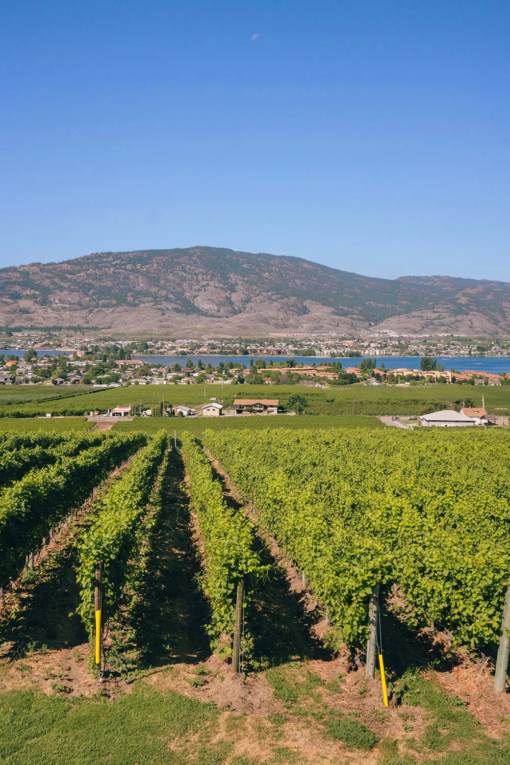 Planning a visit to the Oliver & Osoyoos regions of the Okanagan soon? You don't want to miss this guide to the best wineries in Oliver & Osoyoos! This guide is divided into the best wineries in Oliver and the best wineries in Osoyoos to help make planning your wine tasting route easy. Get ready to enjoy some of the Okanagan’s best wineries! Pictured here: Moon Curser Vineyards