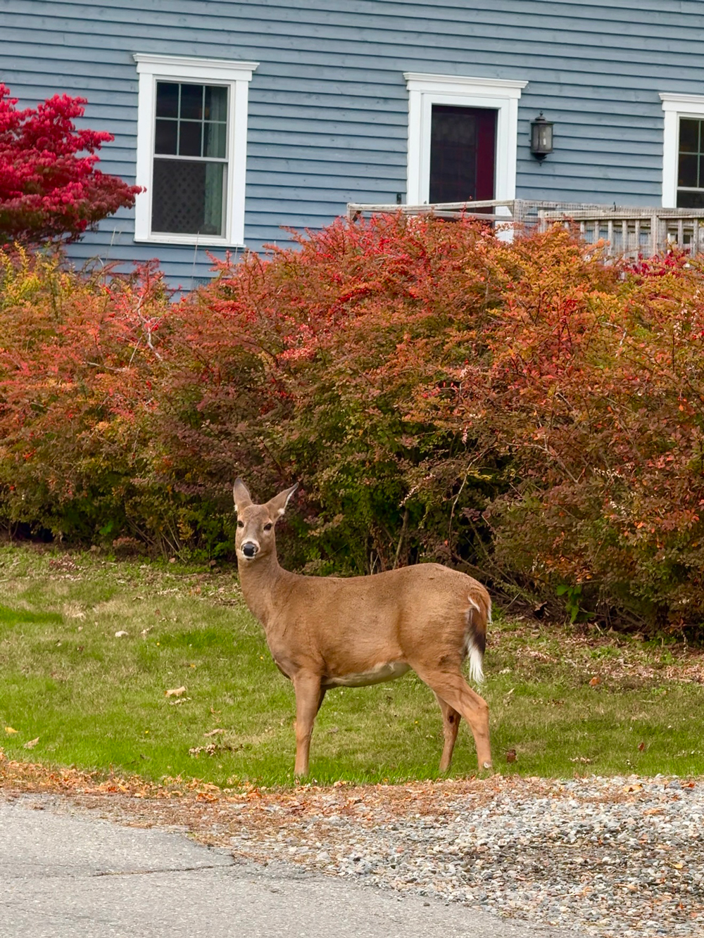 Deer walking through the streets of St. Andrews by-the-Sea, New Brunswick, a charming coastal town near the Algonquin Resort.
