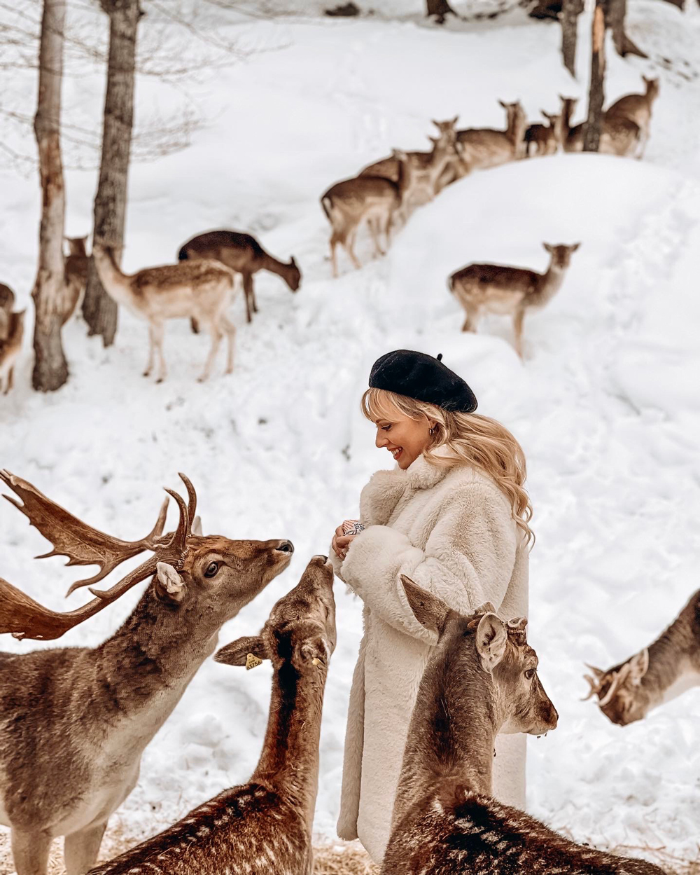 A woman feeding friendly deer in the snow at Parc Omega during winter.