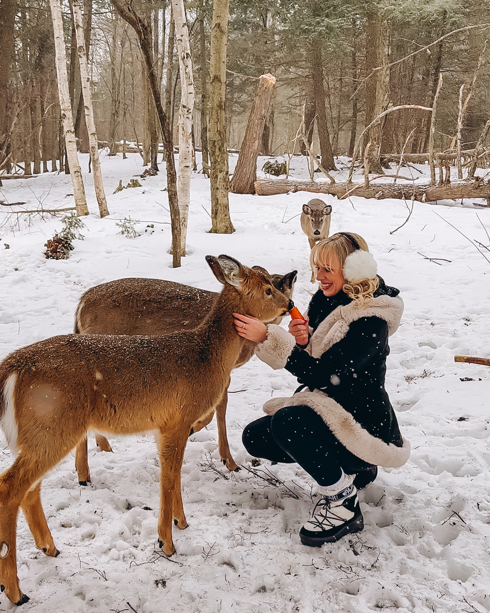 A woman kneeling in the snow feeding a deer a carrot at Parc Omega&rsquo;s winter trail.